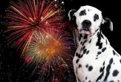 Five tips to keep your dog...