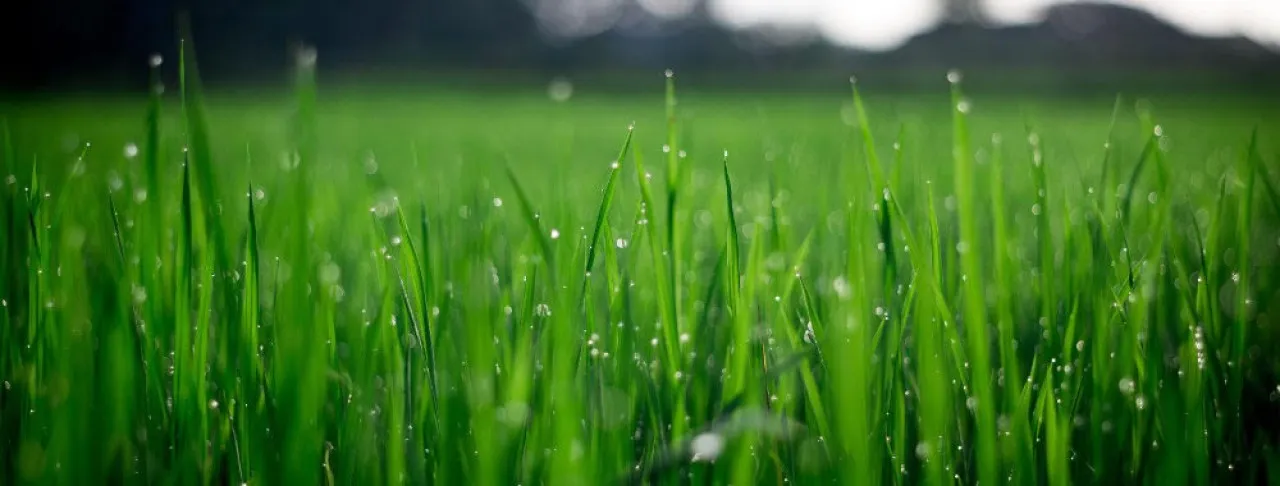 Do you have a large garden in Horsham suitable for