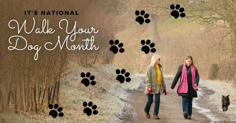 Make Your January Ealing & Northfields Dog Walks More Fun