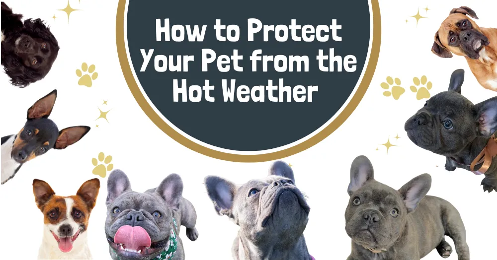 How to Protect Your Pet from the Hot Weather
