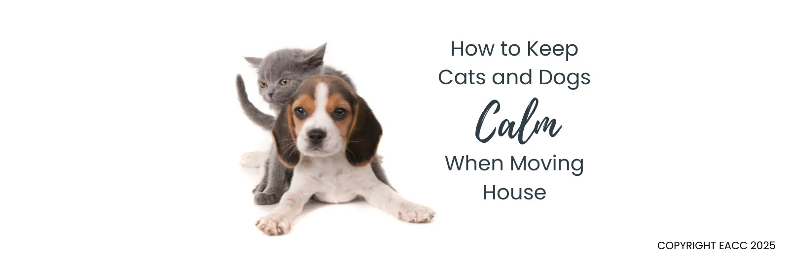 How to Keep Cats and Dogs Calm When Moving House 