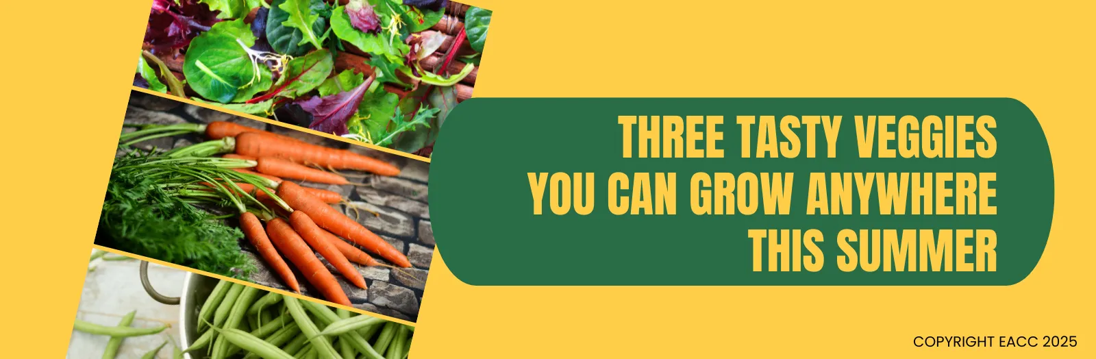 Three Tasty Veggies You Can Grow Anywhere This Summer
