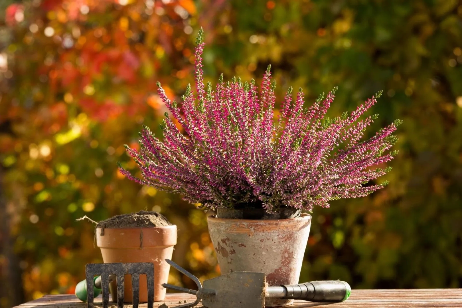 late-year gardening
