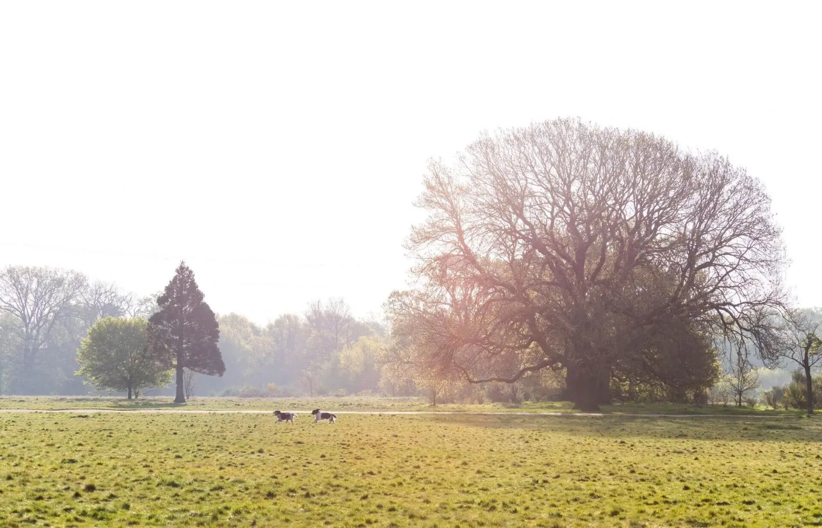 Area Guide for Guide to Wanstead