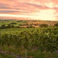 Smith and Evans Somerset Wine in Bishops Hull