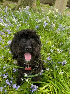 Bramble